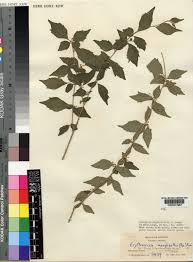 Image result for Erythrococca