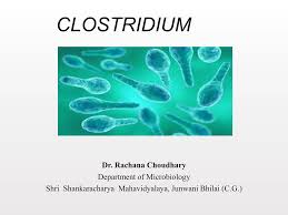 Image result for Clostridium