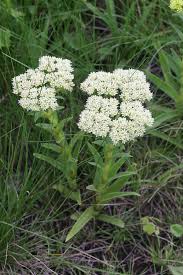 Image result for Crassula vaginata