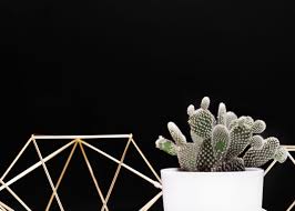 The spines of a cactus arise from features known as areoles that appear as colored bumps out of which a cluster of spines will grow. Cactus Trivia 40 Facts About The Plant