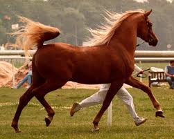 Breeding Palomino Horses