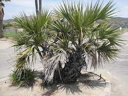 Image result for Hyphaene coriacea