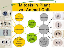 The mechanism of cell division was not the anastral mitosis takes place in plants. Cell Cycle For Moodle