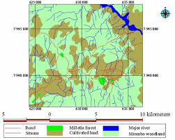 Image result for Combretum adenogonium