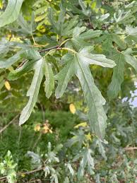 Image result for Morus indica