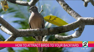 Plant bushes, trees, shrubs and flowers for the shelter that the wild birds will need in order to live in your backyard. How You Can Attract Birds To Your Backyard In The Houston Area
