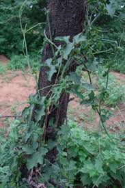 Image result for Corallocarpus triangularis