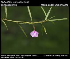 Image result for Afrohybanthus enneaspermus