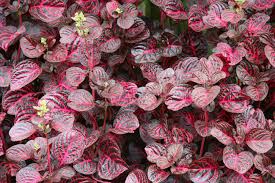 L'idéal est alors de poser votre plante sur un lit de gravier j'ai acheté un poinsettia et l'ai arrosé par pulverisation sur les feuilles rouges et vertes comme je l'avais lu dans certains conseils. Fleur Feuille Rouge Map Titecampagne