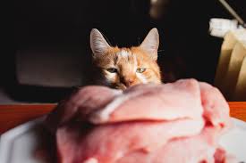 The last thing before starting the transition to a raw diet is to evaluate how much raw food your cats will need to eat. Raw Diet For Pets Not As Healthy As You Might Think Live Science