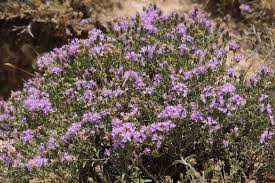 Wild Thyme Covers Most Of The Field Of Our Olive Grove Wilder Thymian Wachst Auf Unserem Gesamten Olivenhain Greek Olives Olive Greece
