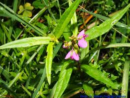 Image result for Polygala persicariifolia