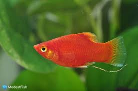 3 Ways To Breed And Care For Platies - Wikihow