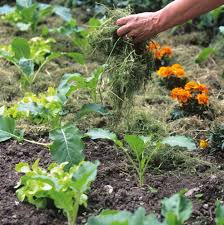 Mulch in gemüsegärten ist streng eine individuelle wahl. Offene Beetflachen Mulchen Manufactum Gartenjahr
