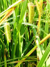 Image result for Cyperus ajax