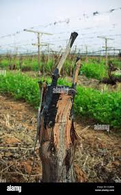 Image result for graft grape vines