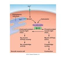 It is layered in a distinctive pattern of circular layers. Smooth Muscle Contraction Muscle Anatomy Medical Anatomy Physiology