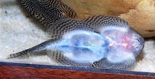 Image result for Sebaea leiostyla