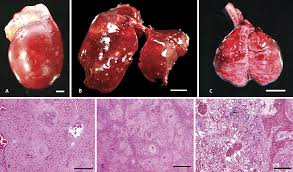 Image result for Pseudoeriosema borianii