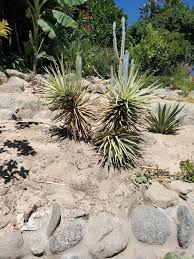 Joshua tree wildflowers 1 datura. Why You Should Plant A Joshua Tree Drought Tolerant Trees Yucca Tree Landscape Services