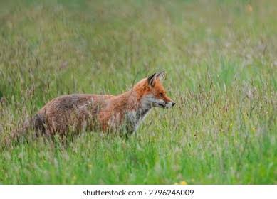 2,522 British Red Fox Royalty-Free Images, Stock Photos & Pictures | Shutterstock