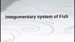 Integumentary System Of Fish Youtube