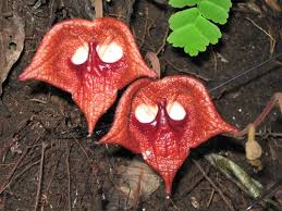 Image result for Aristolochia heppii