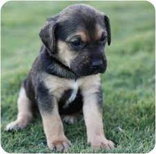 We are a small family run operation, trying to share our love of these wonderful dogs with you and your family. Austin Tx German Shepherd Dog Meet Princess A Pet For Adoption