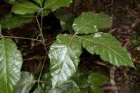 Image result for Allophylus abyssinicus