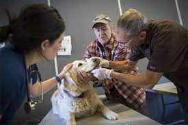 Veterinary care can often prove difficult to access and impossible to afford for people. Food Bank And Free Veterinary Clinics Cater To Pets In Need Vancouver Is Awesome