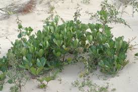 Image result for Cussonia corbisieri