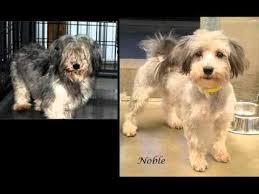 Bird And Pet Clinic Of Roseville National Mill Dog Rescue Before After Photos Youtube Animal Rescue Stories Dog Lovers Animal Rescue