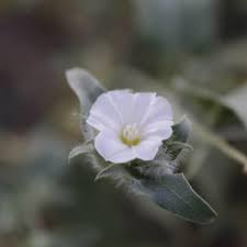 Image result for Seddera