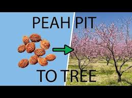 How To Plant Grow A Peach Tree From A Pit Seed Youtube In 2020 Peach Trees Growing Peach Trees Growing Fruit