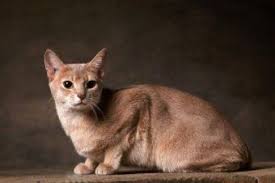 Cinslere Gore Kedi Bakimi Kedi Hayvanlar Evcil Hayvanlar