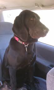 Black And Tan Coonhound For Sale In Texas My 80lb 8 Month Old Labrahound Unfortunately She Passed At A Young Age And I Miss Her Dearly