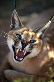 Weitere ideen zu karakal, karakal katze, wilde katzen. 110 Karakal Ideen Karakal Wilde Katzen Katzen