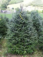 Species very susceptible to insects, disease. Real Christmas Trees Which One Is Right For You Christmas Trees