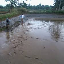Fungsi Plastik Uv Untuk Alas Kolam Ikan Begini Cara Pasangnya Ayo Bertani