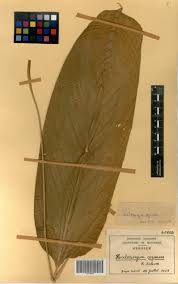 Image result for Halopegia