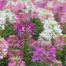Cleome Flower Garden Seeds Queen Mix 1000 Seeds Annual Flower Gardening Seeds Cleome Hasslerana Walmart Com Annual Flowers Flower Seeds Cleome Flowers