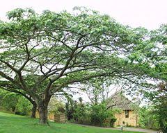 Image result for Albizia antunesiana