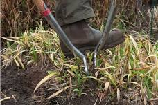 Seasonal Gardening - Autumn