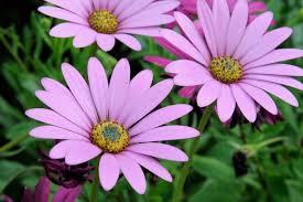 Image result for Osteospermum muricatum