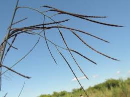 Image result for Fimbristylis madagascariensis