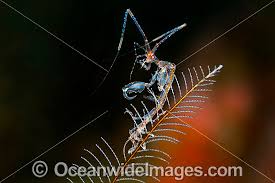Image result for Sphaerella sp.