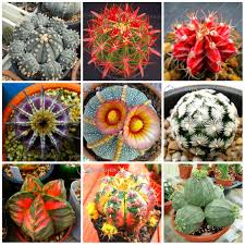 We did not find results for: Plants Seeds Bulbs 200 Pcs Seeds Mix Succulents Plants Flowers Lithops Bonsai Lophophora Decoration Yard Garden Outdoor Living