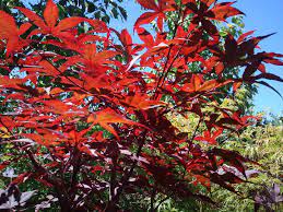Free shipping on qualified orders. Acer Palmatum Emperor 1 Boething Treeland Farms