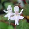 Image result for Impatiens bequaertii