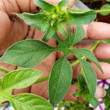 Image result for Ipomoea pes-tigridis